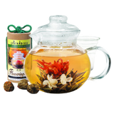 Primula Gift Set of 12 Assorted Green Tea With Fresh Jasmine Flowers
